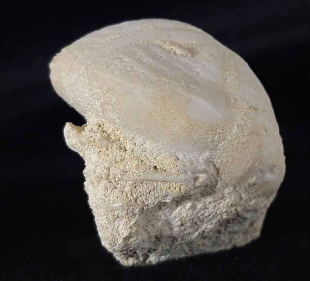 Eupatagus (Oymnopatagus) antillarum (COTTEAU 1875) - Bild &copy; FossNet FossilienStore